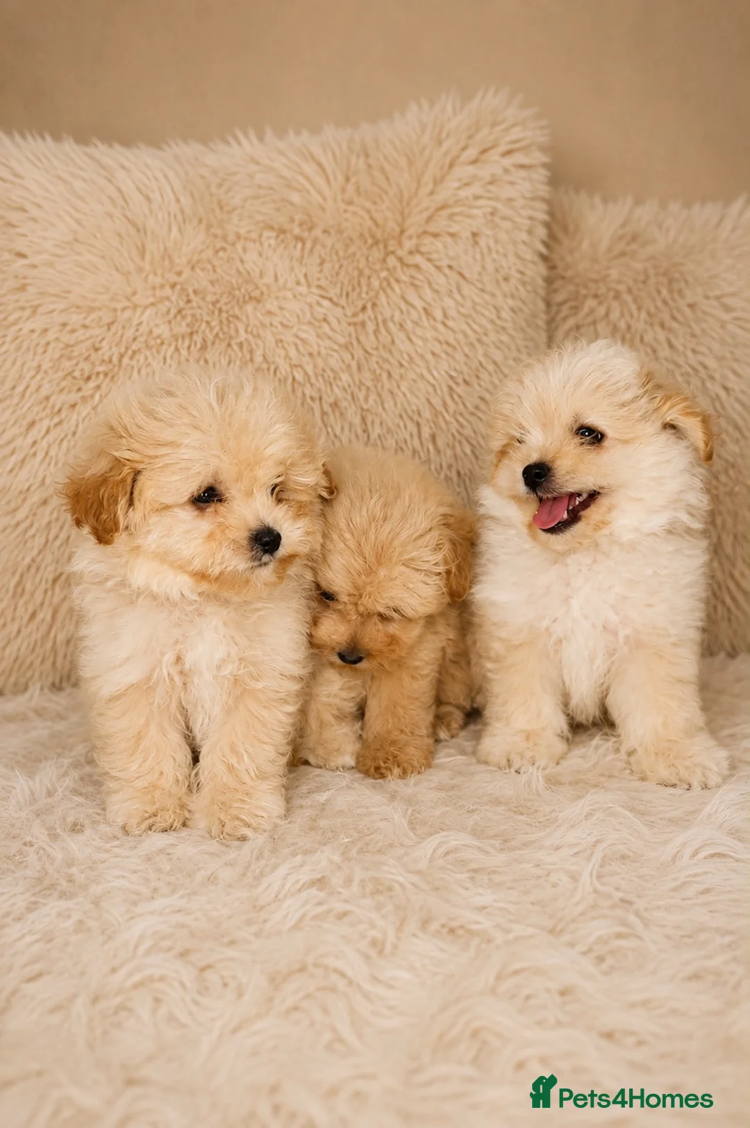 Pomapoo dogs for sale: Pompoo puppies  in Yarm - Advert 3