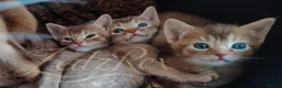 Devon Rex cats for sale: Beautiful Devon Rex x Abyssinian Kittens  - Advert 6