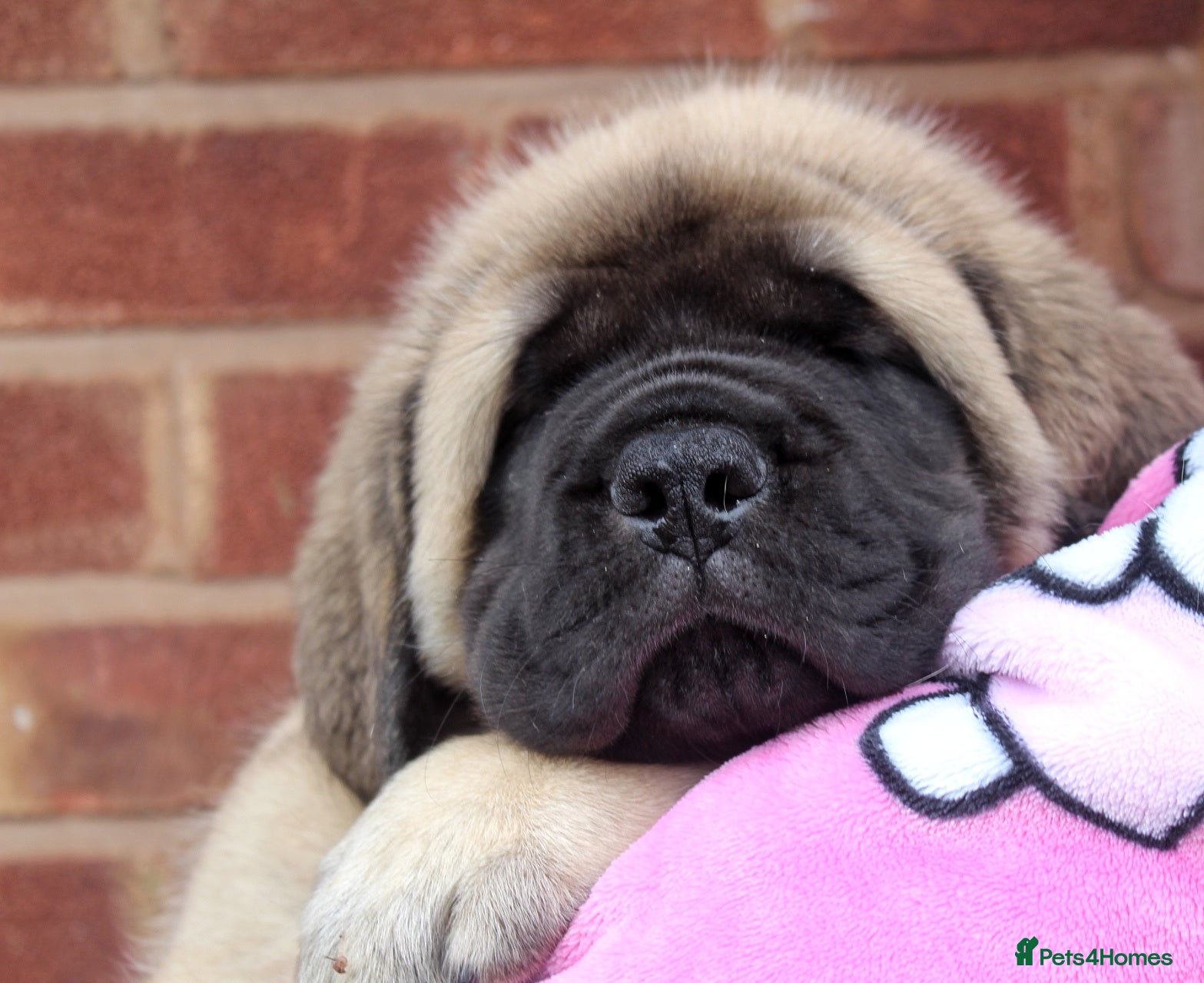 Mastiff dogs English mastiff puppies for sale. - Advert 4