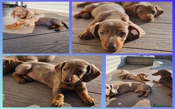 Miniature Dachshund dogs for sale: LAST PUPPY REMAINING Dapple Miniature Dachshunds  - Image 5