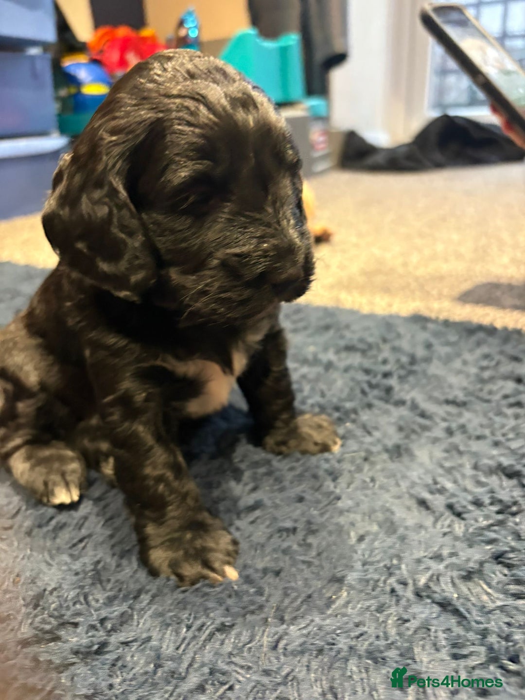 Cockapoo dogs for sale: Cockerpoo - Image 5