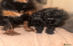 Cavapoo dogs for sale: Cavapoo puppies  - Image 6