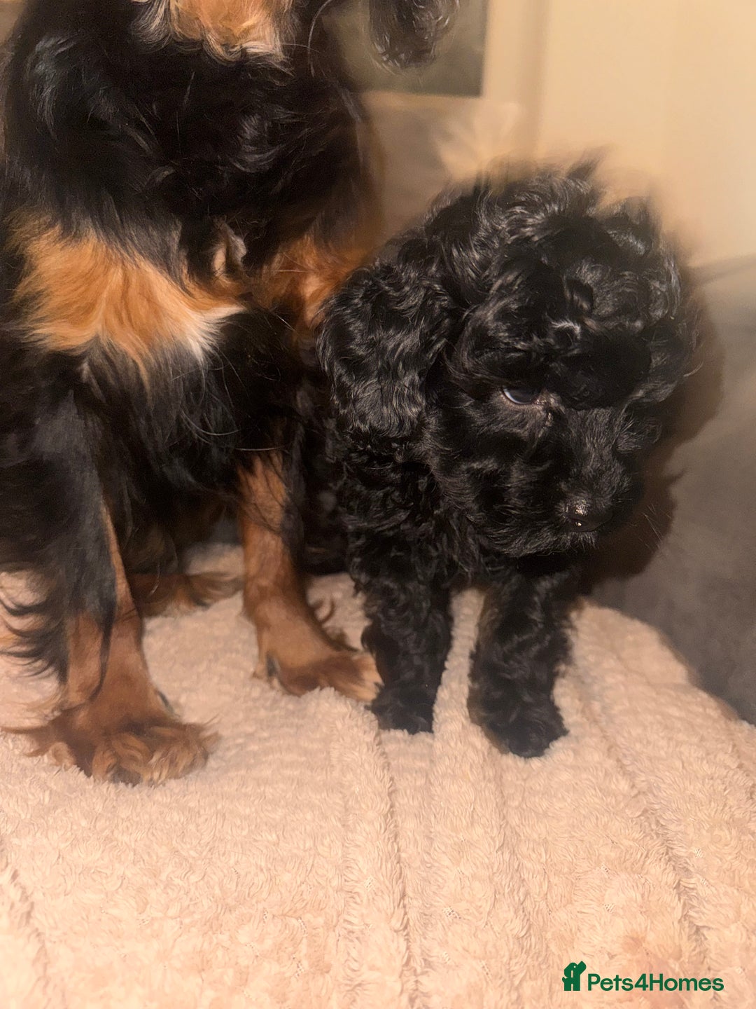 Cavapoo dogs for sale: Cavapoo puppies  - Image 6
