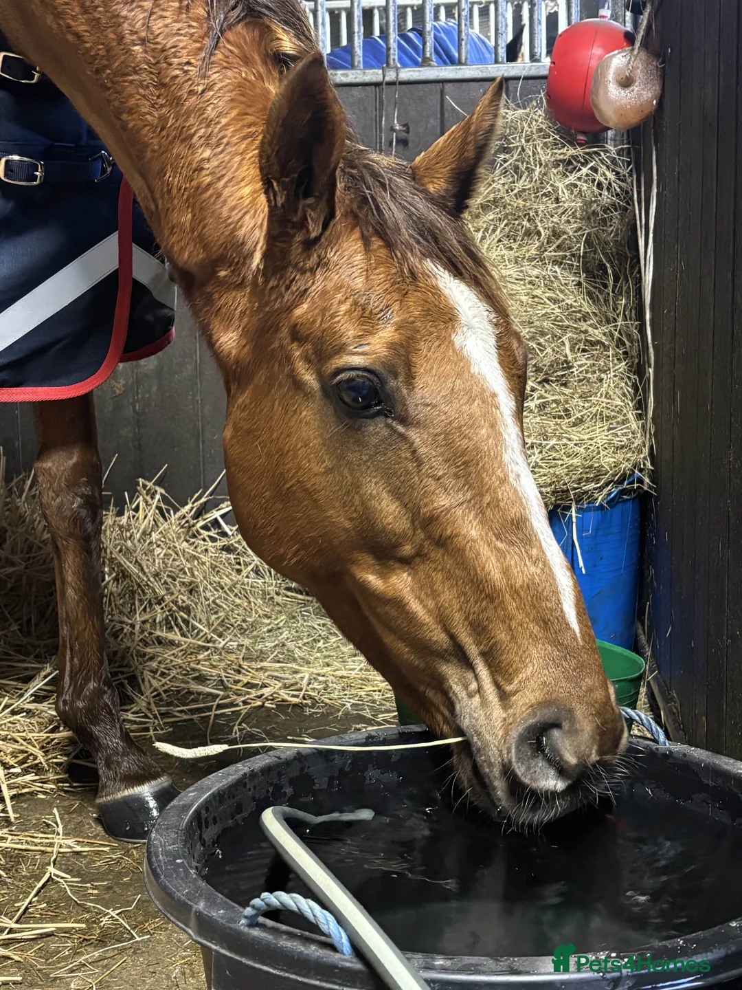 Irish Thoroughbred horses for sale: Bless The Moon  - Advert 3