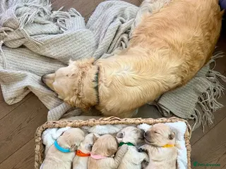 Golden Retriever dogs Golden Retriever Puppies - Advert 14