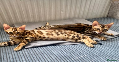 Bengal cats in Northampton - Advert 1