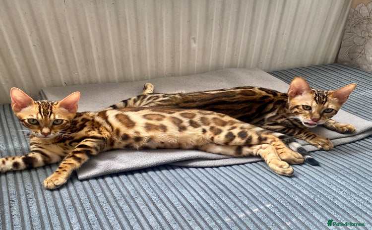 Bengal cats in Northampton - Advert 3