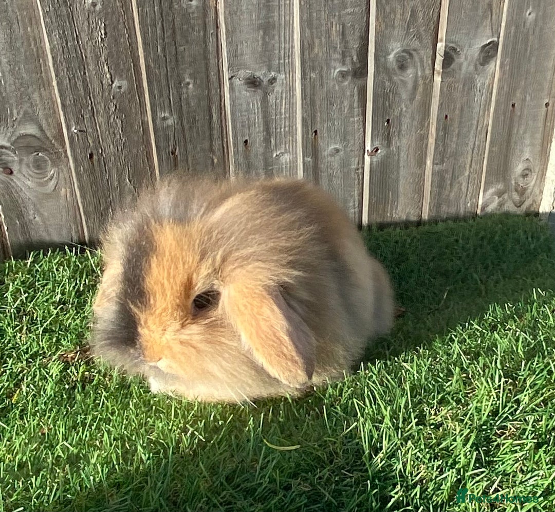 Mini Lion Lop rabbits for sale: ✨ 2 MINI LION LOPS – READY NOW ✨ - Image 6