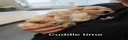 Maltipoo dogs for sale: Apricot Toy Maltipoos from KC health tested champ  - Advert 5