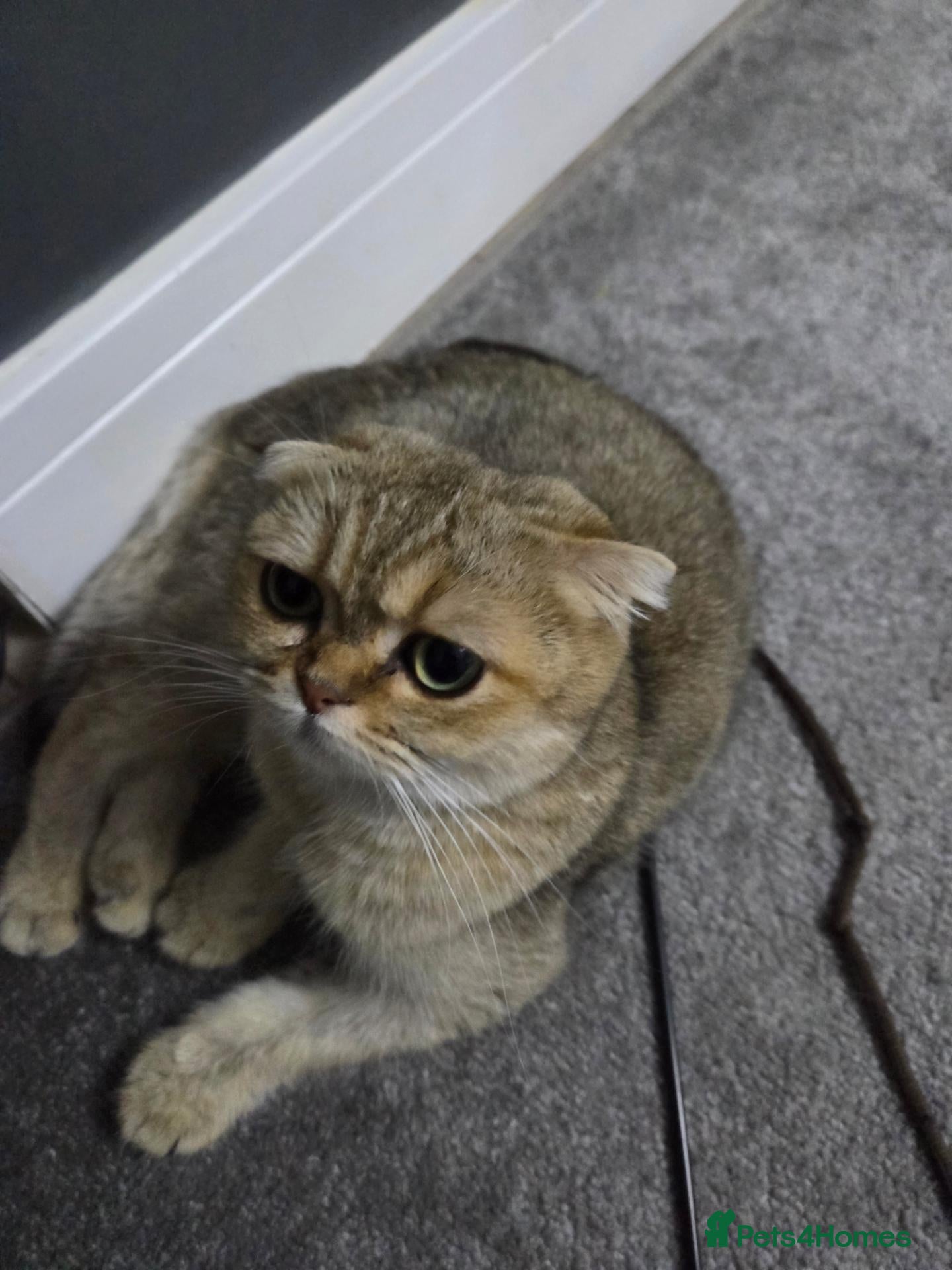 Selkirk Rex cats My Scottish Fold and Selkirk Rex are parents - Advert 6