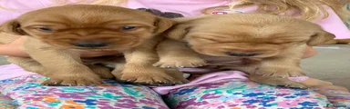 Red dog 1 