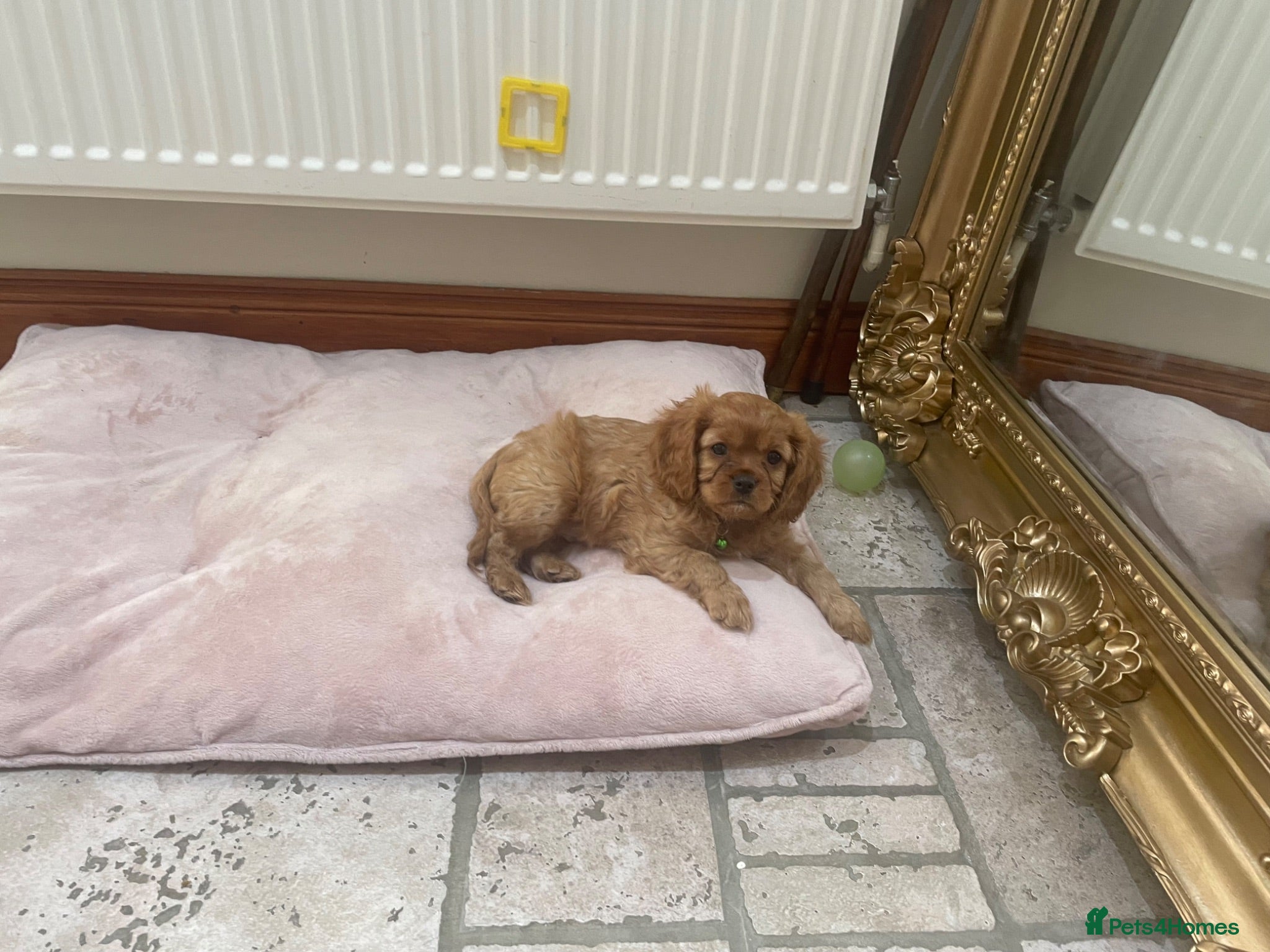 Cavalier King Charles Spaniel dogs King Charles cavalier babies  - Advert 2