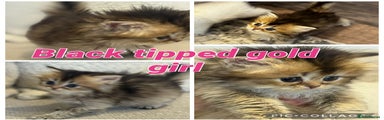 Black tipped golden longhair girl