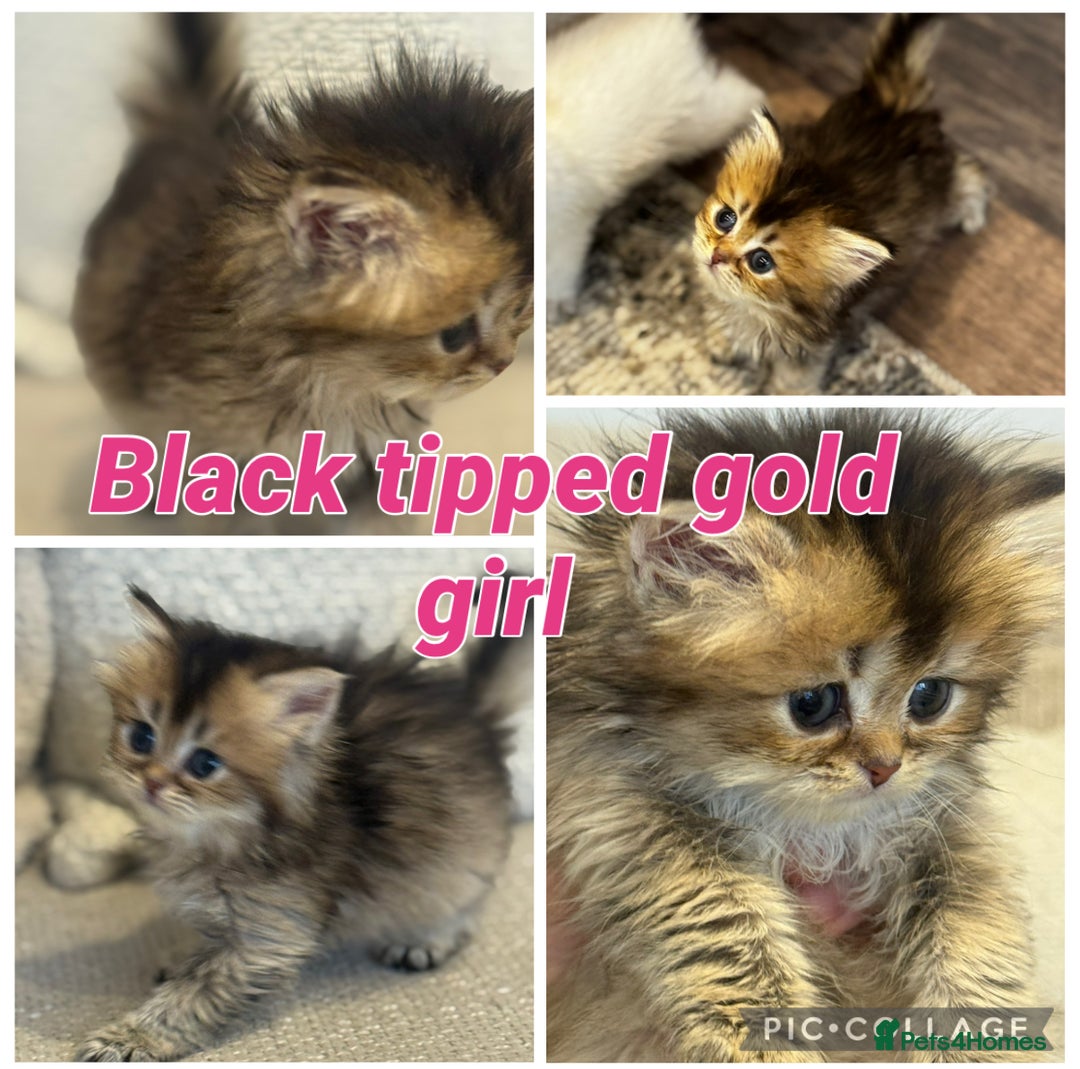 British Shorthair cats for sale: TICA Cream and golden British long and shorthair  - Advert 5