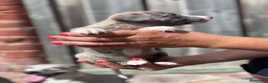 Whippet 3