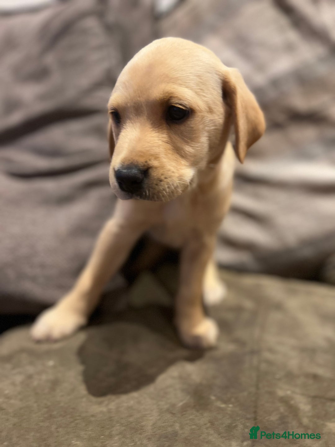 Labrador Retriever dogs for sale: Beautiful healthy puppies ready THIS WEEKEND - Image 14
