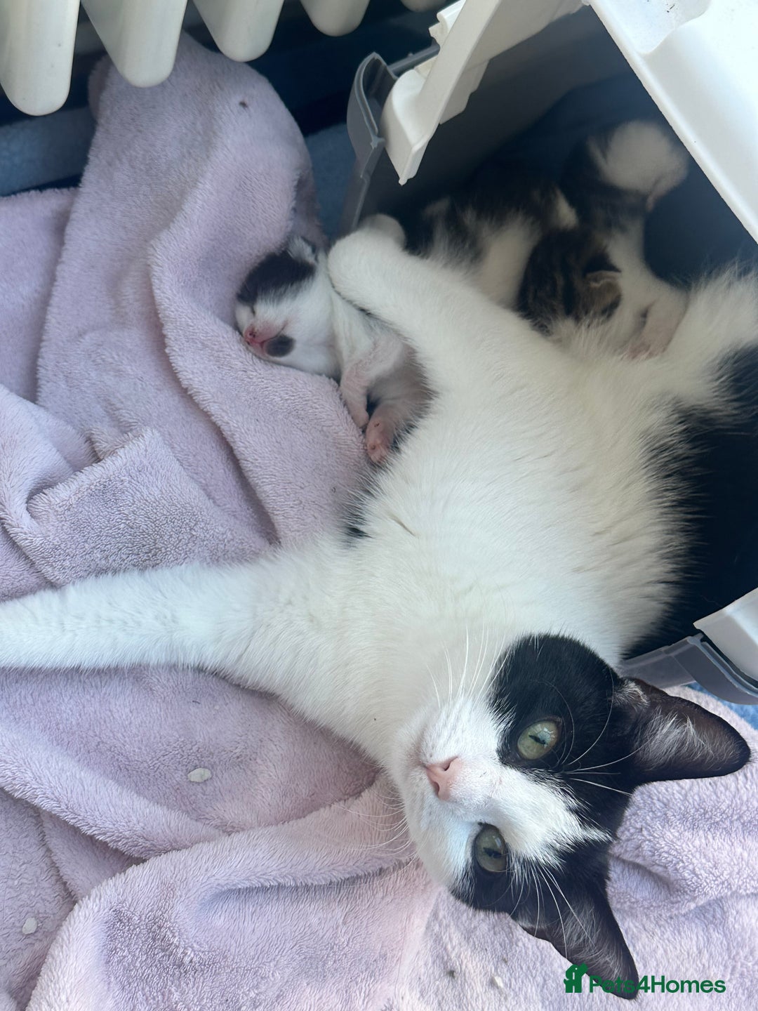 Mixed Breed cats for sale: Beautiful kittens  - Advert 3