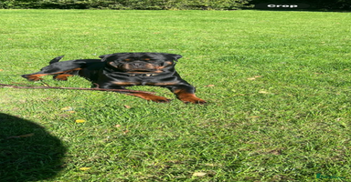 Rottweiler dogs - Advert 1