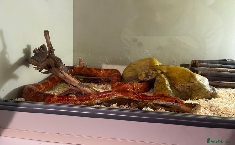 Corn Snake reptiles - Advert 2