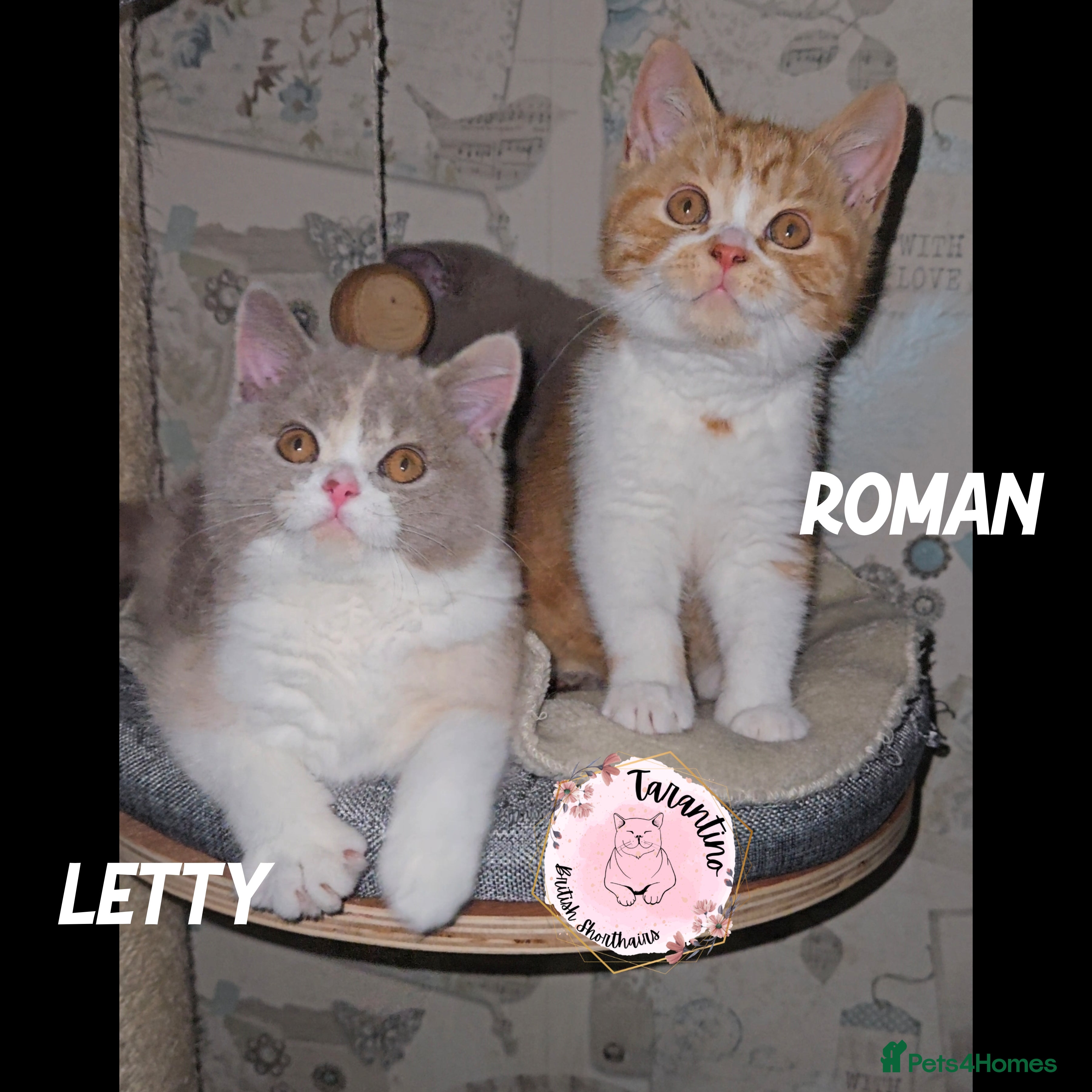 British Shorthair cats GCCF REGISTERED BRITISH SHORTHAIR KITTENS  - Advert 1