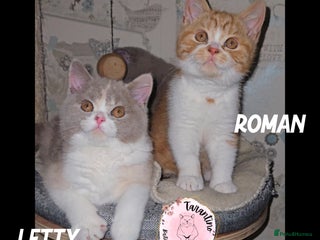 British Shorthair cats GCCF REGISTERED BRITISH SHORTHAIR KITTENS - Advert 7