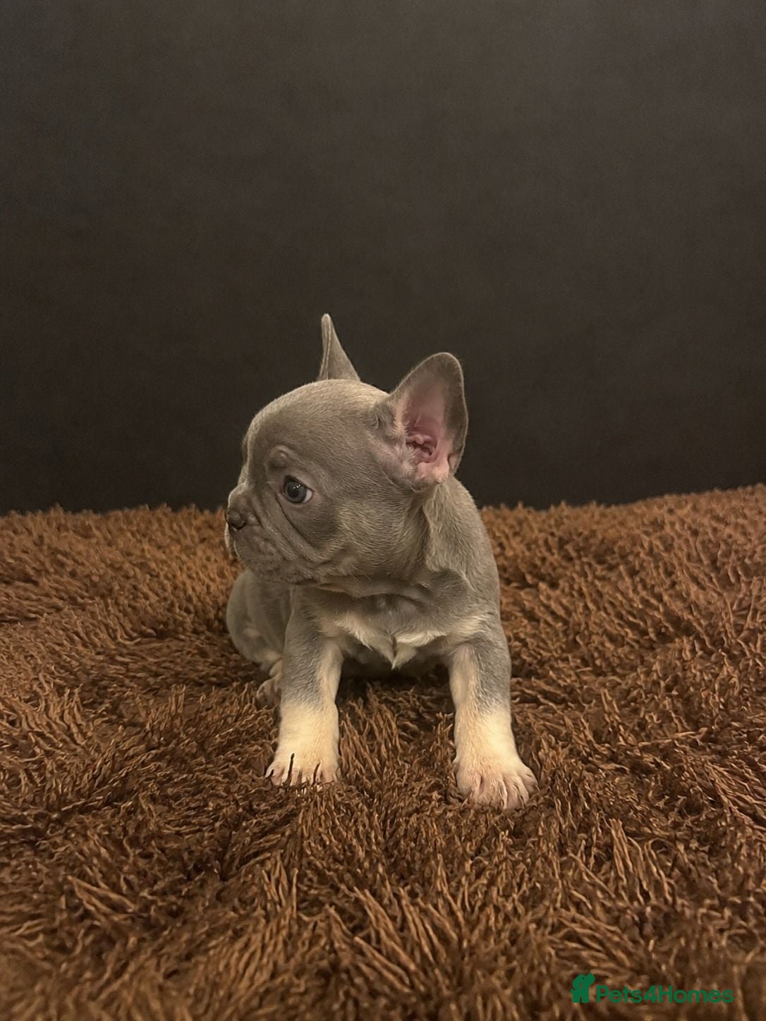 French Bulldog dogs adorable frenchies available  - Advert 2