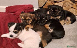 Jack Russell dogs for sale: Jack Russell/Pug puppies  - Image 9