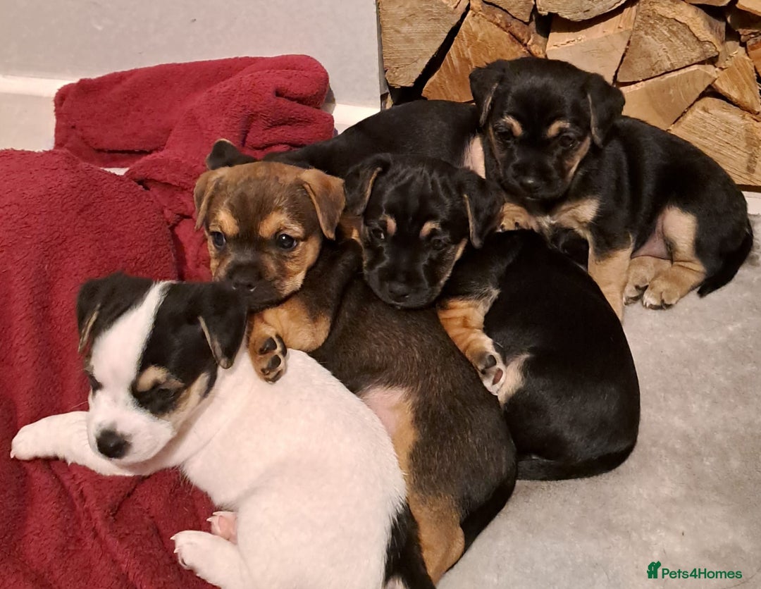 Jack Russell dogs for sale: Jack Russell/Pug puppies  - Image 9