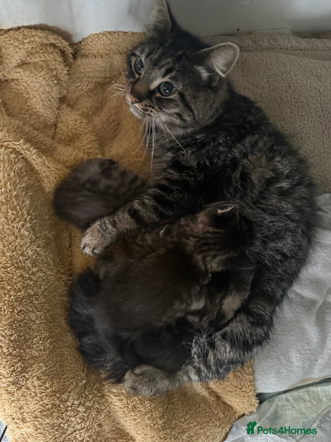 Mixed Breed cats for sale: Beautiful British shorthair cross kittens - Advert 8