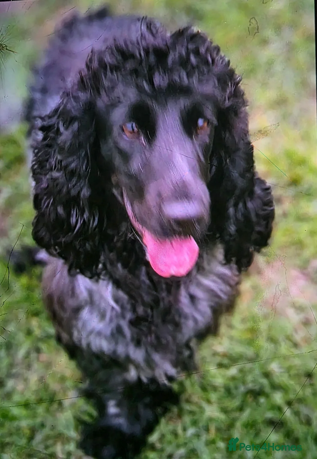 Cocker Spaniel dogs for sale: Kc reg show cocker bitch  in Billingham - Advert 2