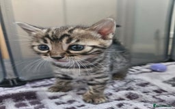 Bengal cats for sale: Lovely bengal kittens(Tica reg.)😍 - Image 22