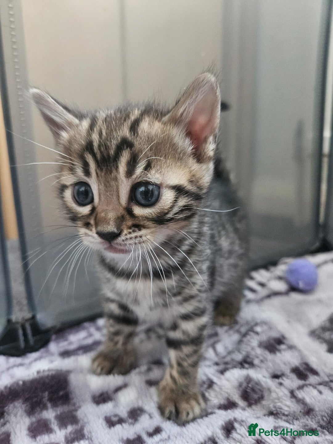 Bengal cats for sale: Lovely bengal kittens(Tica reg.)😍 - Image 22