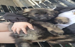 German Shepherd dogs for sale: German shepherd  - Image 5