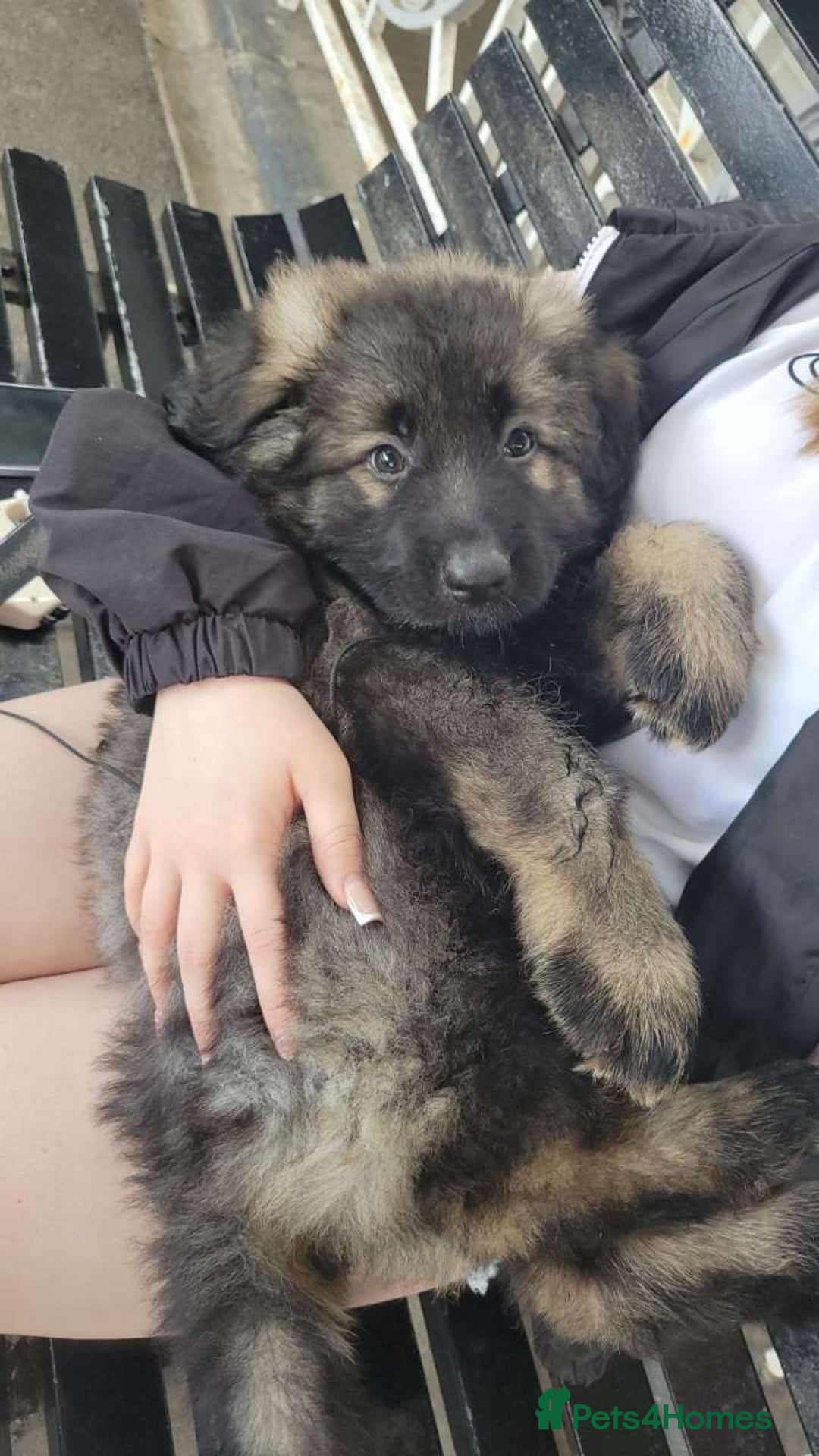 German Shepherd dogs for sale: German shepherd  - Image 5
