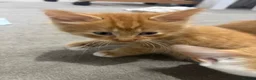 Mixed Breed cats for sale: Ginger and White kittens - Advert 13
