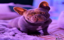 French Bulldog dogs for sale: French bulldog girl - Image 2