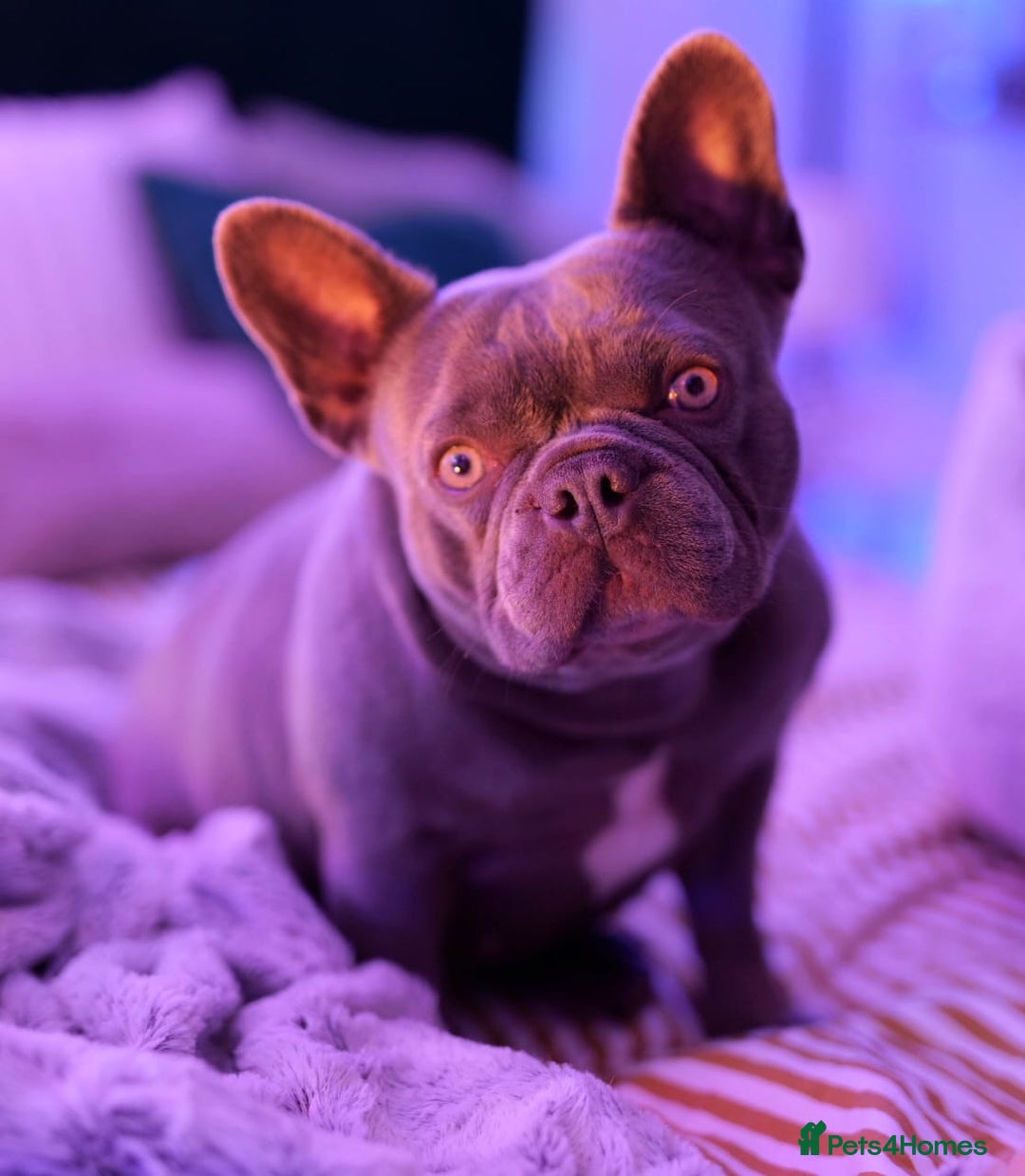 French Bulldog dogs for sale: French bulldog girl - Image 2