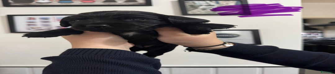 Cocker Spaniel Puppy  purple