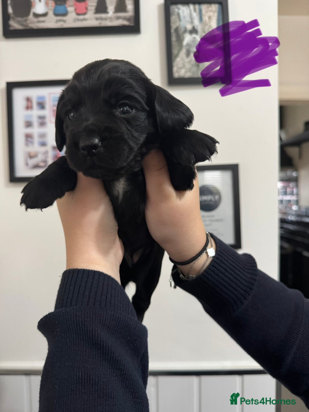 Cocker Spaniel dogs for sale: Working cocker spaniel 1 girls left  - Image 23