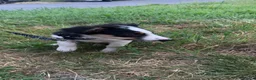 Border Collie dogs for sale: 14 week old border collie pup in Bridgend - Advert 5