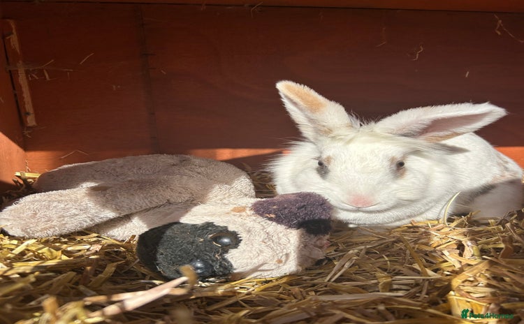 Mixed Breed rabbits - Advert 2