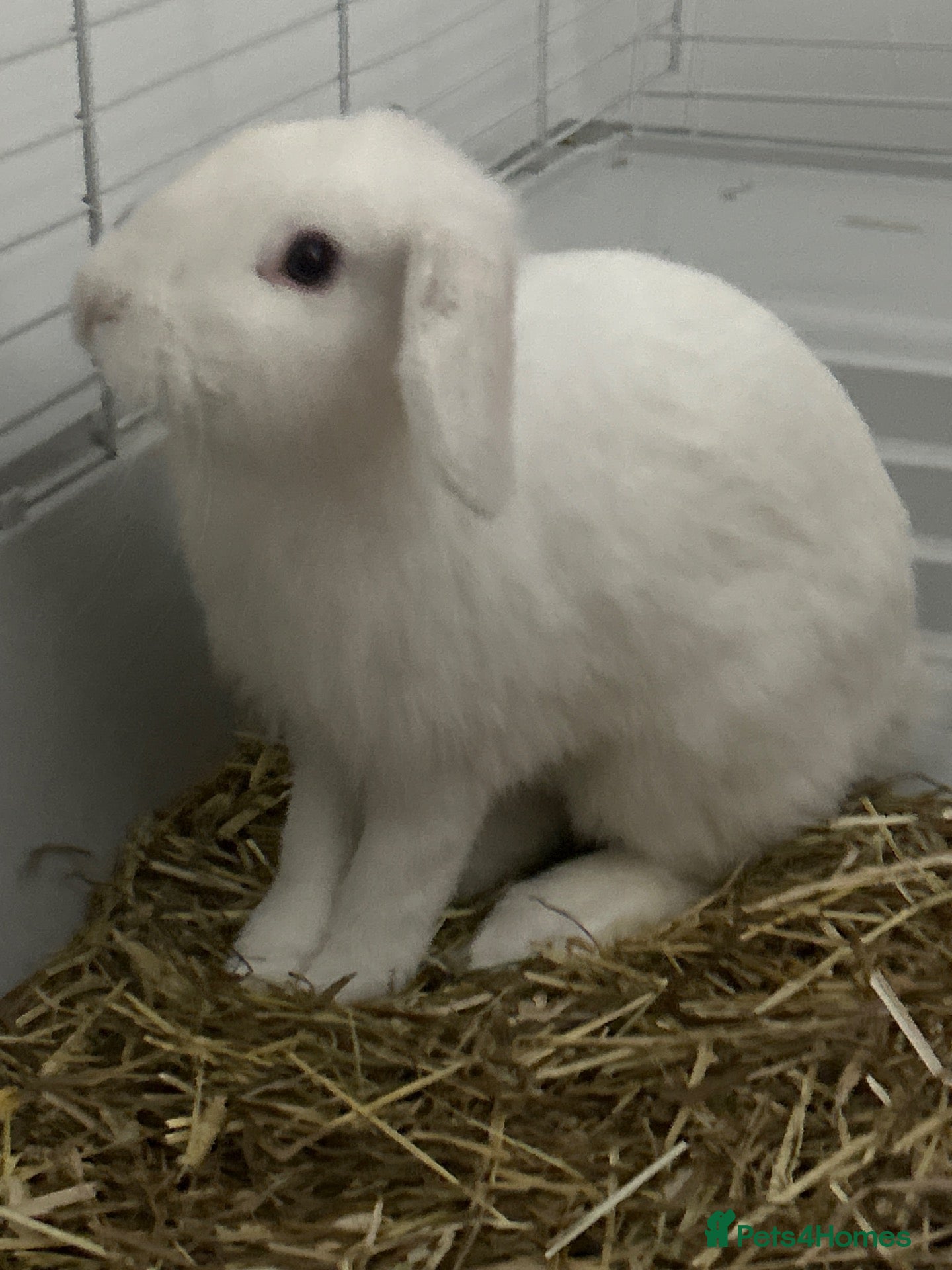 English Lop rabbits Rabbit - Advert 7