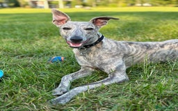 Whippet dogs for stud: Blue Brindle Whippet Leo - Image 6