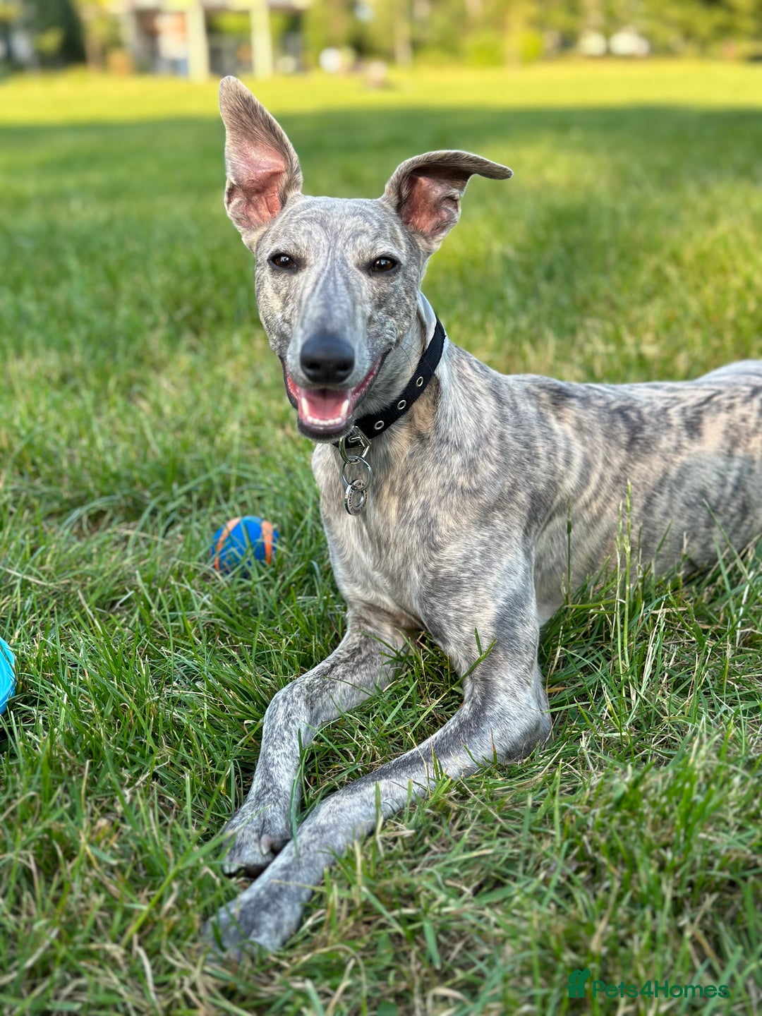 Whippet dogs for stud: Blue Brindle Whippet Leo - Image 6