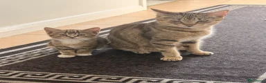 Domestic Shorthair 1