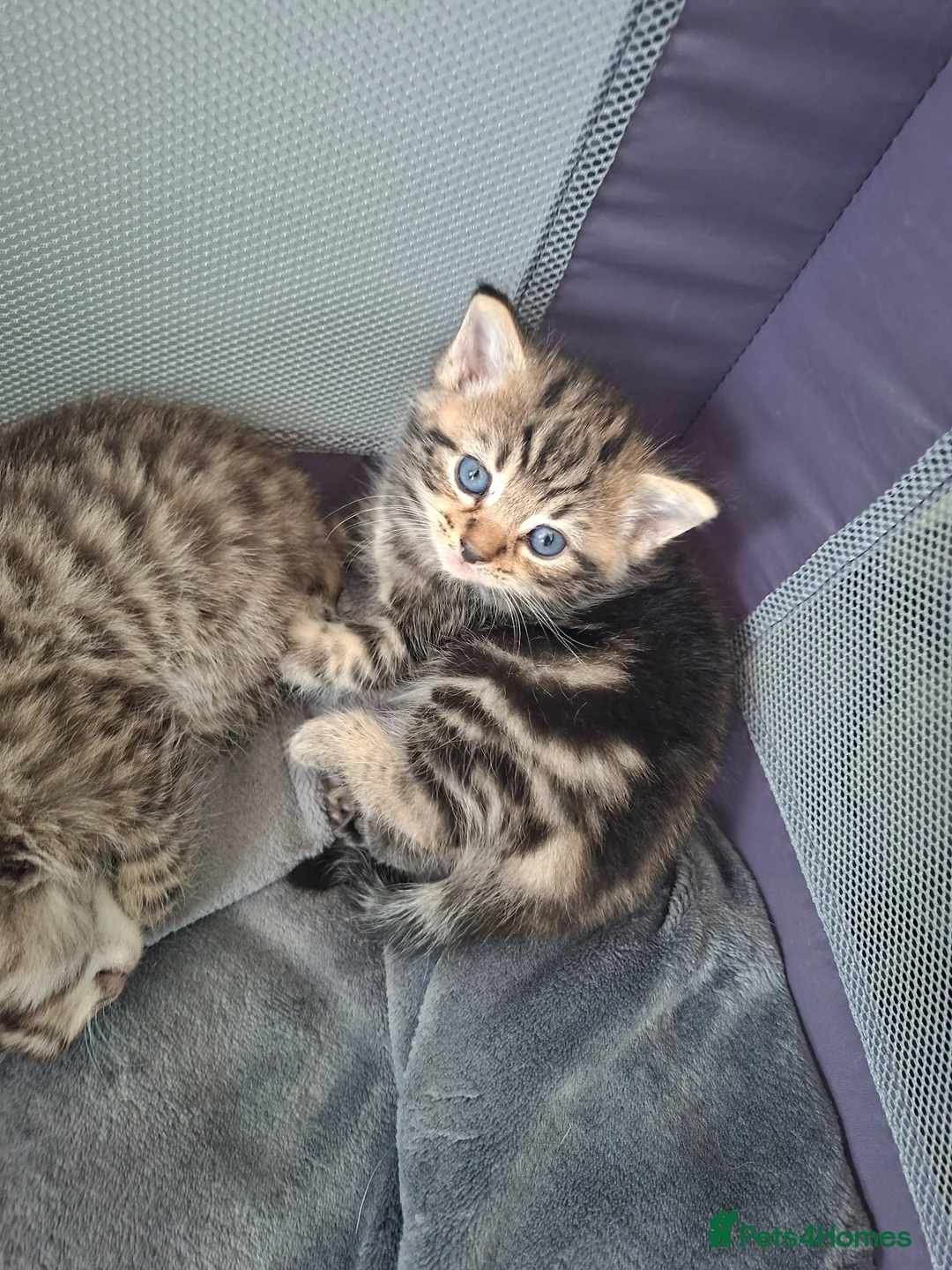 Mixed Breed cats for sale: Kittens for sale  in Chatham - Advert 16