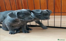 Mixed Breed dogs for sale: Pretty little girls  - Image 1