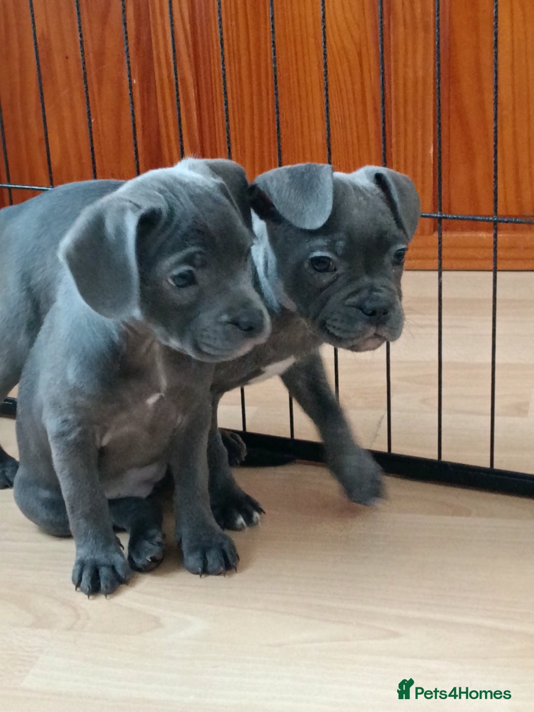 Mixed Breed dogs for sale: Pretty little girls  - Image 1