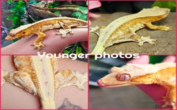 Gecko reptiles for sale: Stunning proven yellow lillywhite crested gecko - Image 3