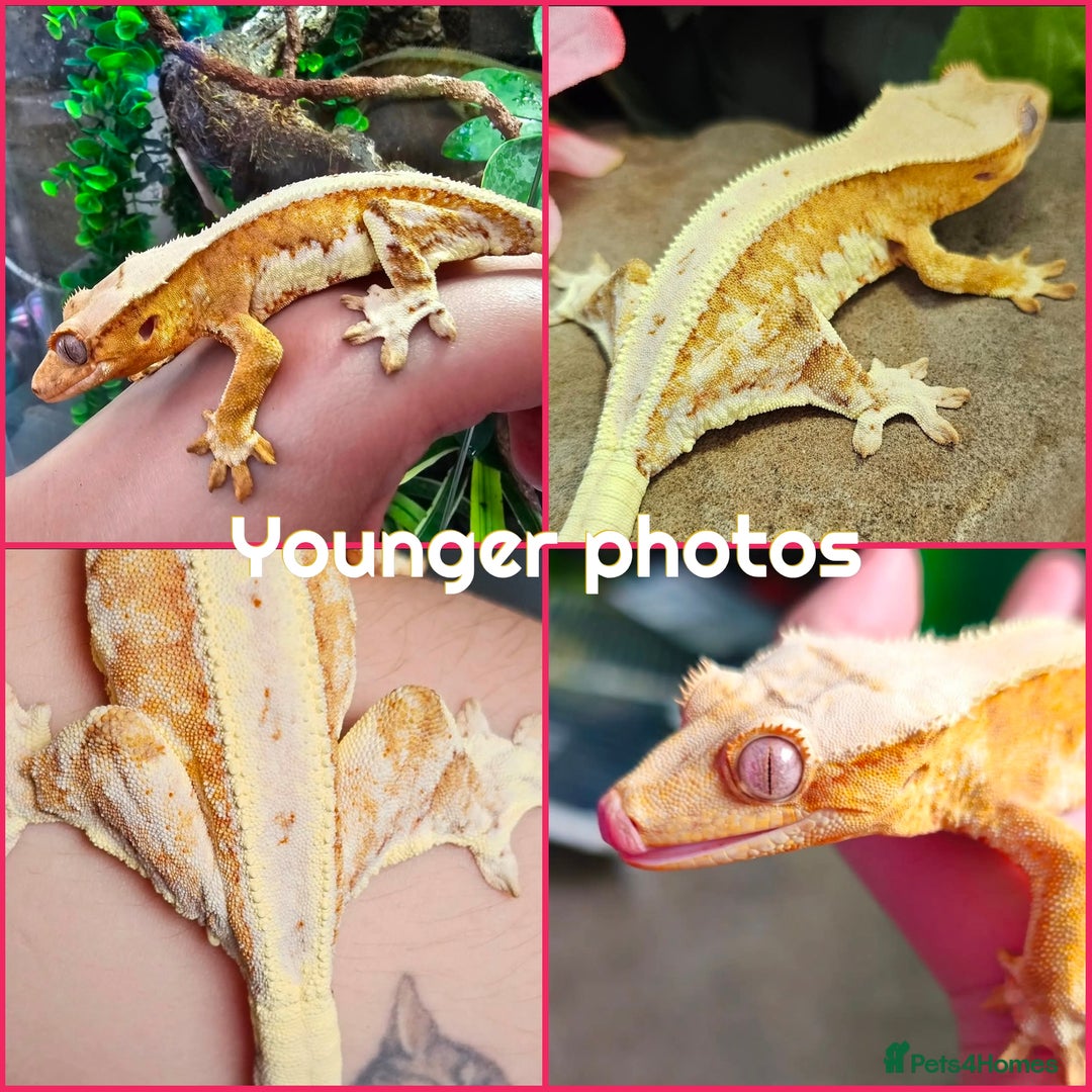 Gecko reptiles for sale: Stunning proven yellow lillywhite crested gecko - Image 3